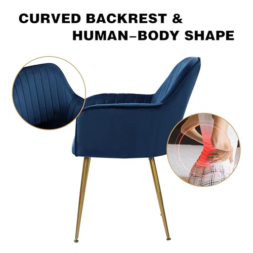Set of 2 Blue Velvet Dining Chairs with Gold Legs for Living Room